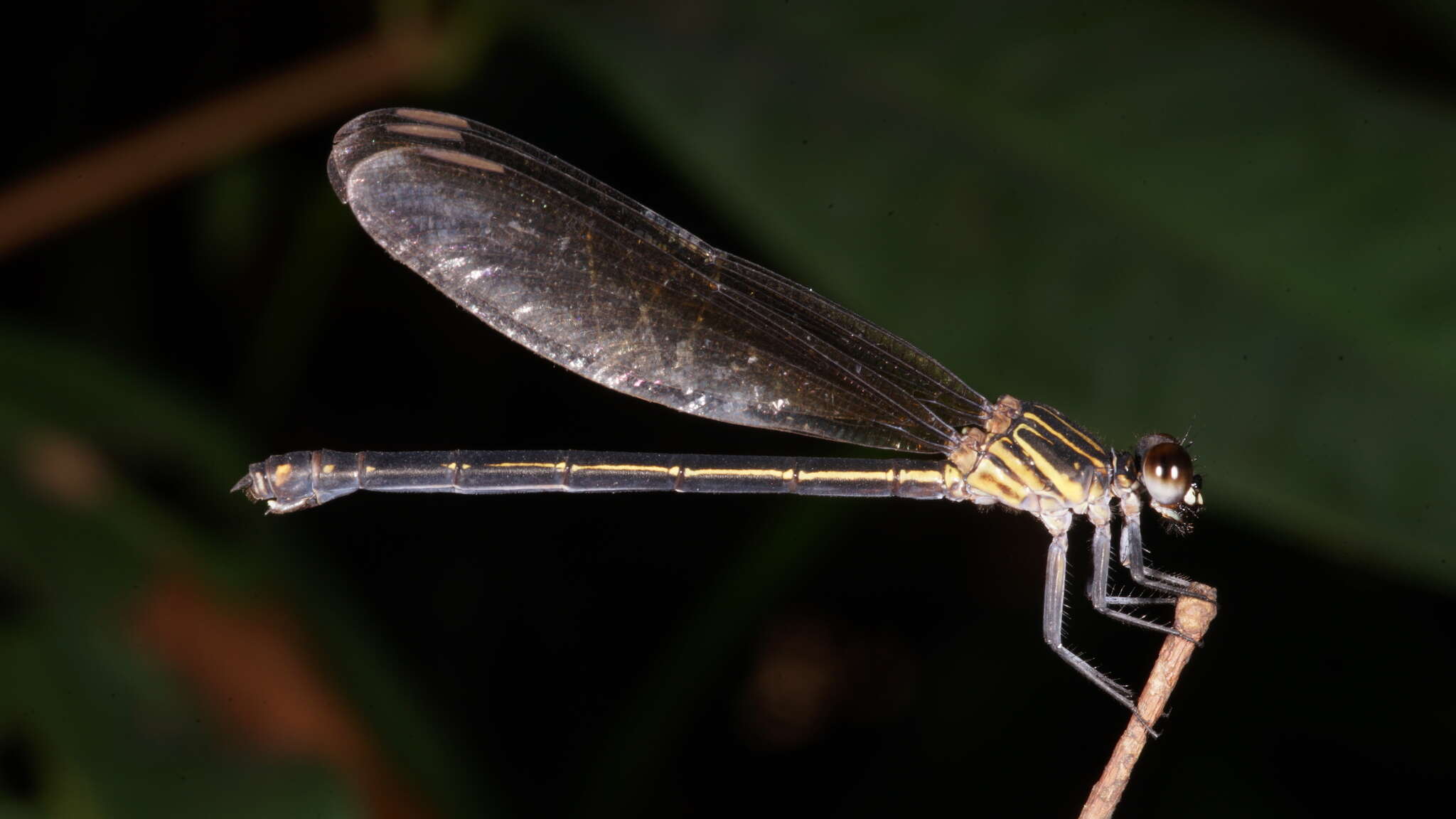 Image of Euphaea masoni Selys 1879