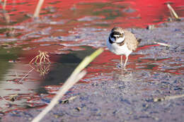 Image de Charadrius dubius curonicus Gmelin & JF 1789