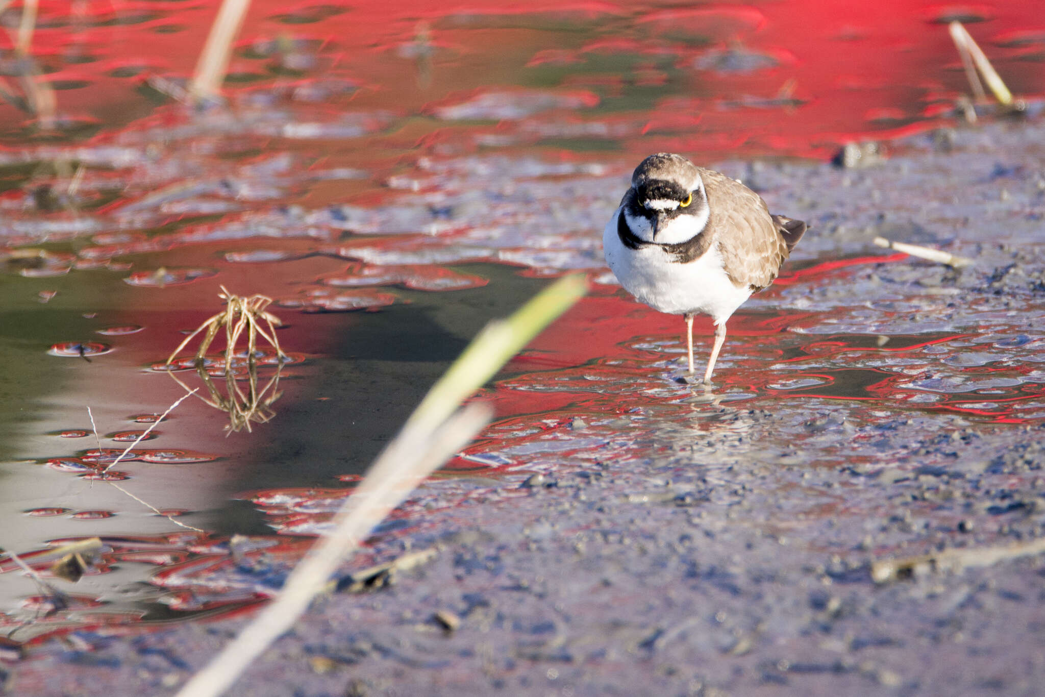 Image de Charadrius dubius curonicus Gmelin & JF 1789