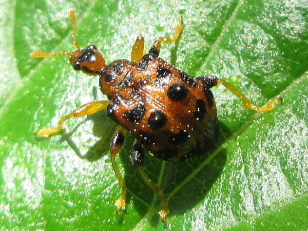 Image of Paroplapoderus turbidus Voss 1953