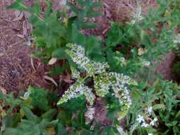 Image of Apple Mint