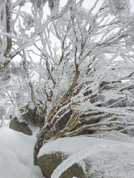 Image of Eucalyptus pauciflora subsp. niphophila (Maiden & Blakely) L. A. S. Johnson & Blaxell