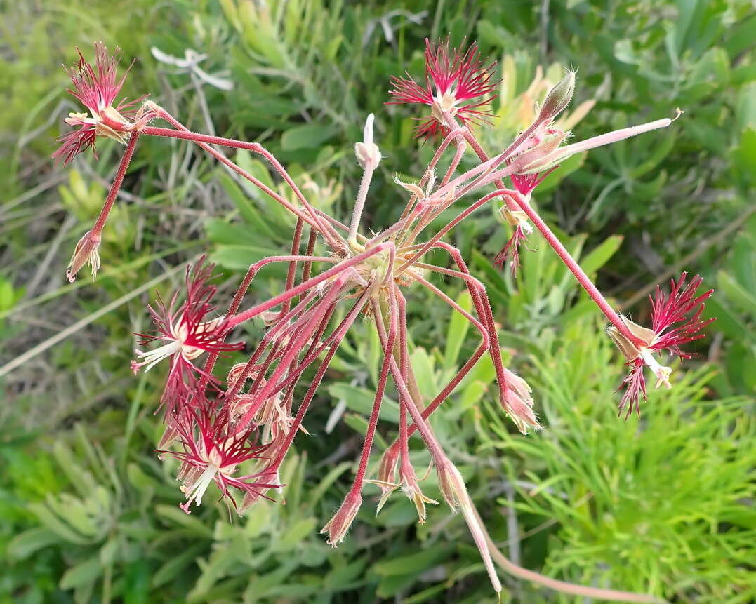 Image of Pelargonium caffrum (Eckl. & Zeyh.) Steud.