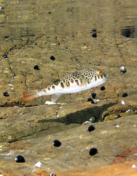 Image of Smooth Toadfish