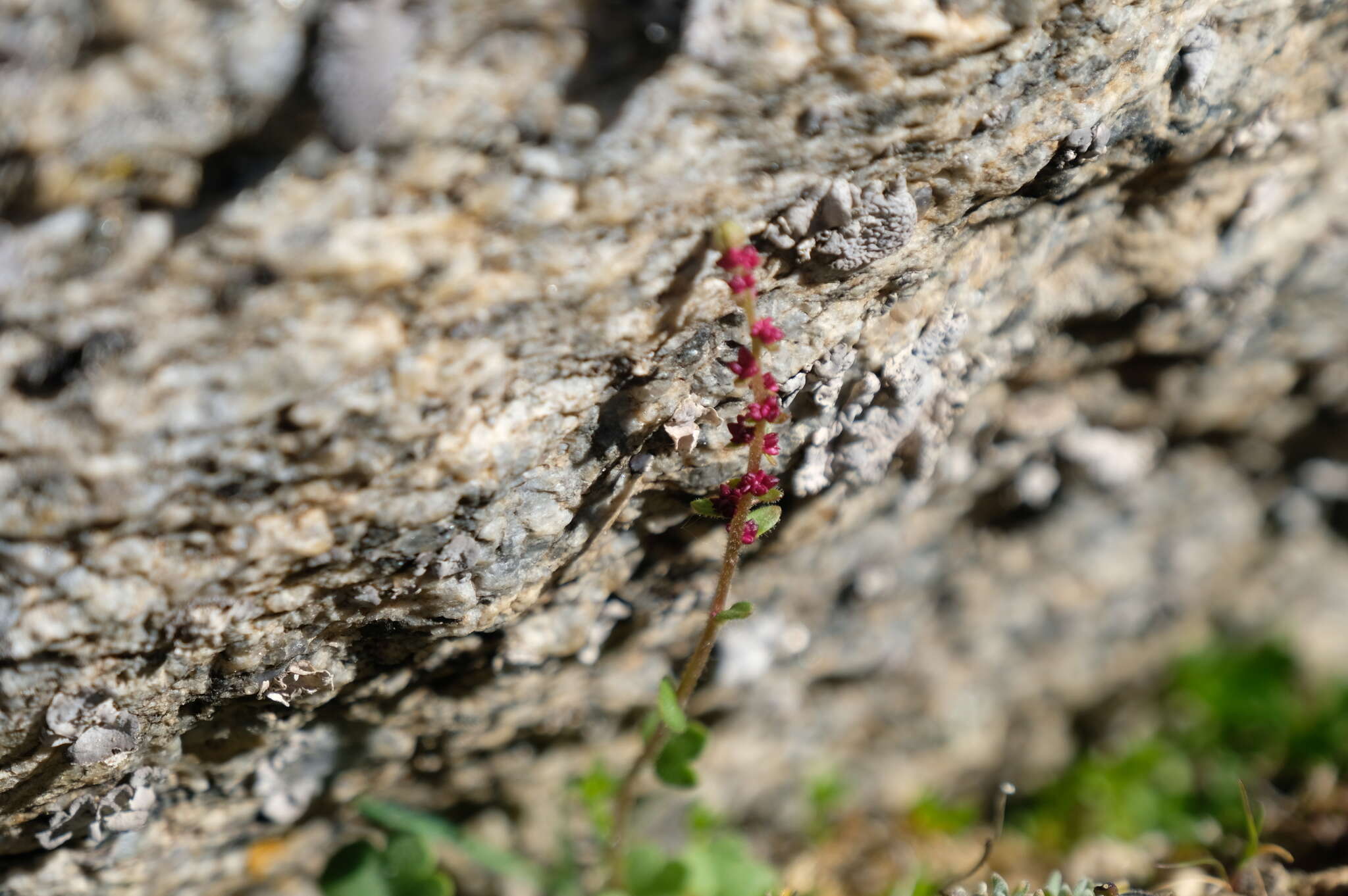 Plancia ëd Saxifraga cernua L.