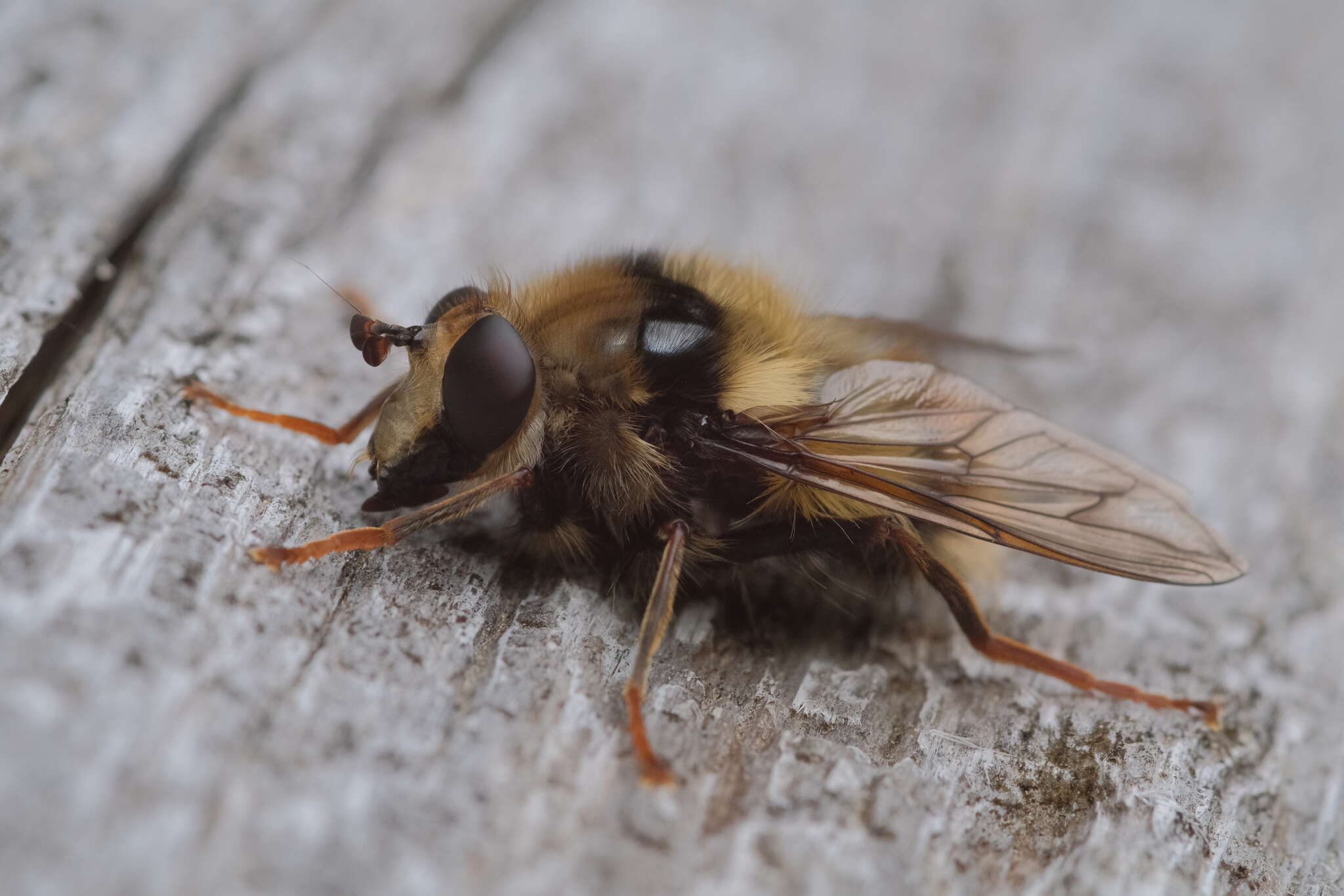 Image de Criorhina bubulcus (Walker 1849)