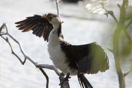 Image of Dwarf cormorants