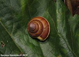 Image de Euplecta hyphasma