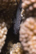 Image of Coral crouchers