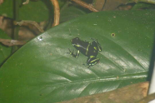 Image of Gold Arrow-poison Frog