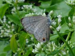 Imagem de Anthene lycaenina lycambes (Hewitson 1878)