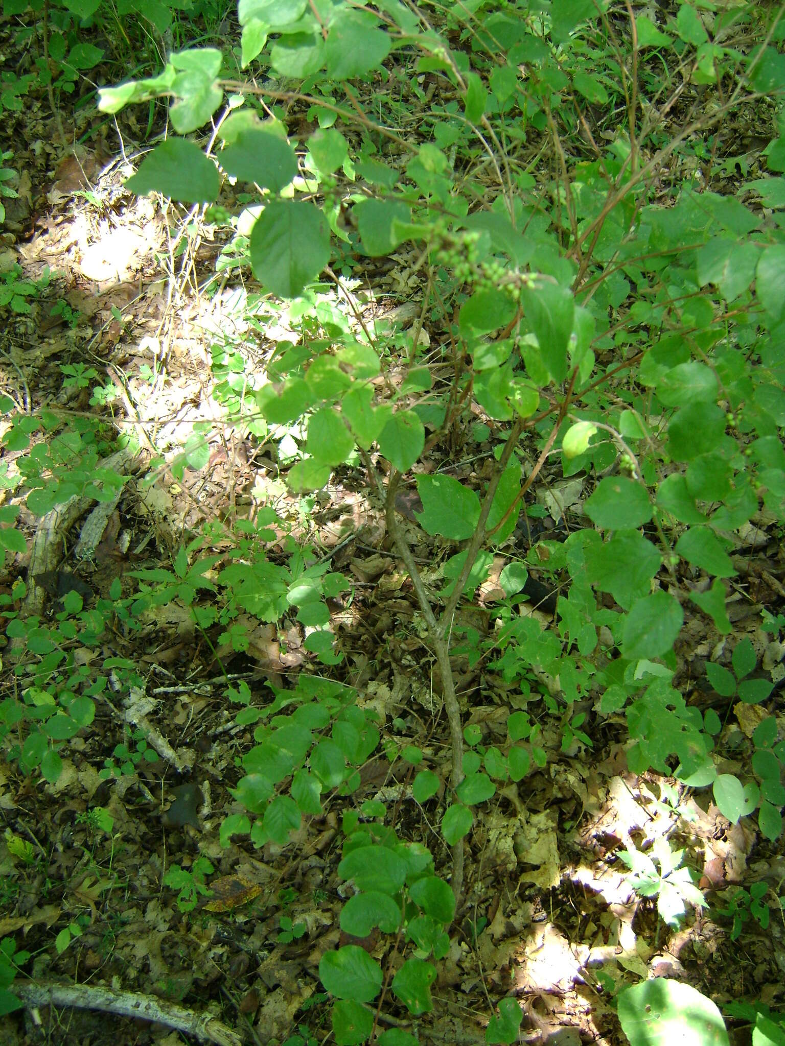 Sivun Symphoricarpos orbiculatus Moench kuva