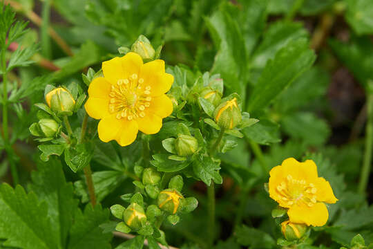 Image of Potentilla ruprechtii Boiss.