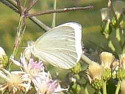 Image of Dixeia pigea (Boisduval 1836)