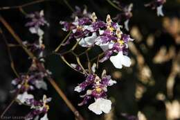 Слика од Oncidium incurvum Barker ex Lindl.