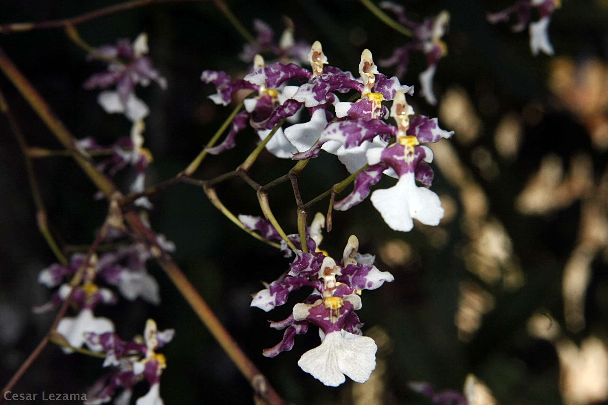 Слика од Oncidium incurvum Barker ex Lindl.