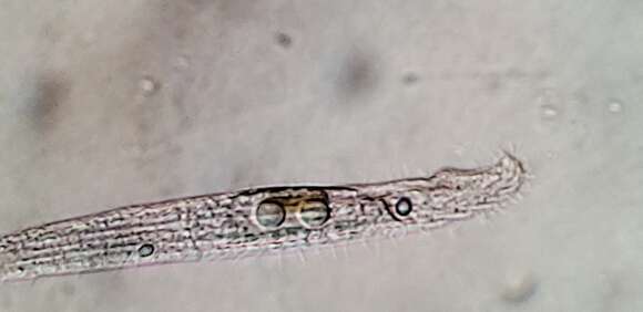 Image of Remanella microstoma