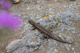 Image of Liolaemus silvai Ortiz 1989