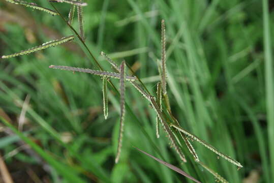 Image of Japanese paspalum