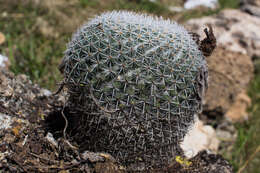 Image of Mammillaria albilanata subsp. oaxacana D. R. Hunt