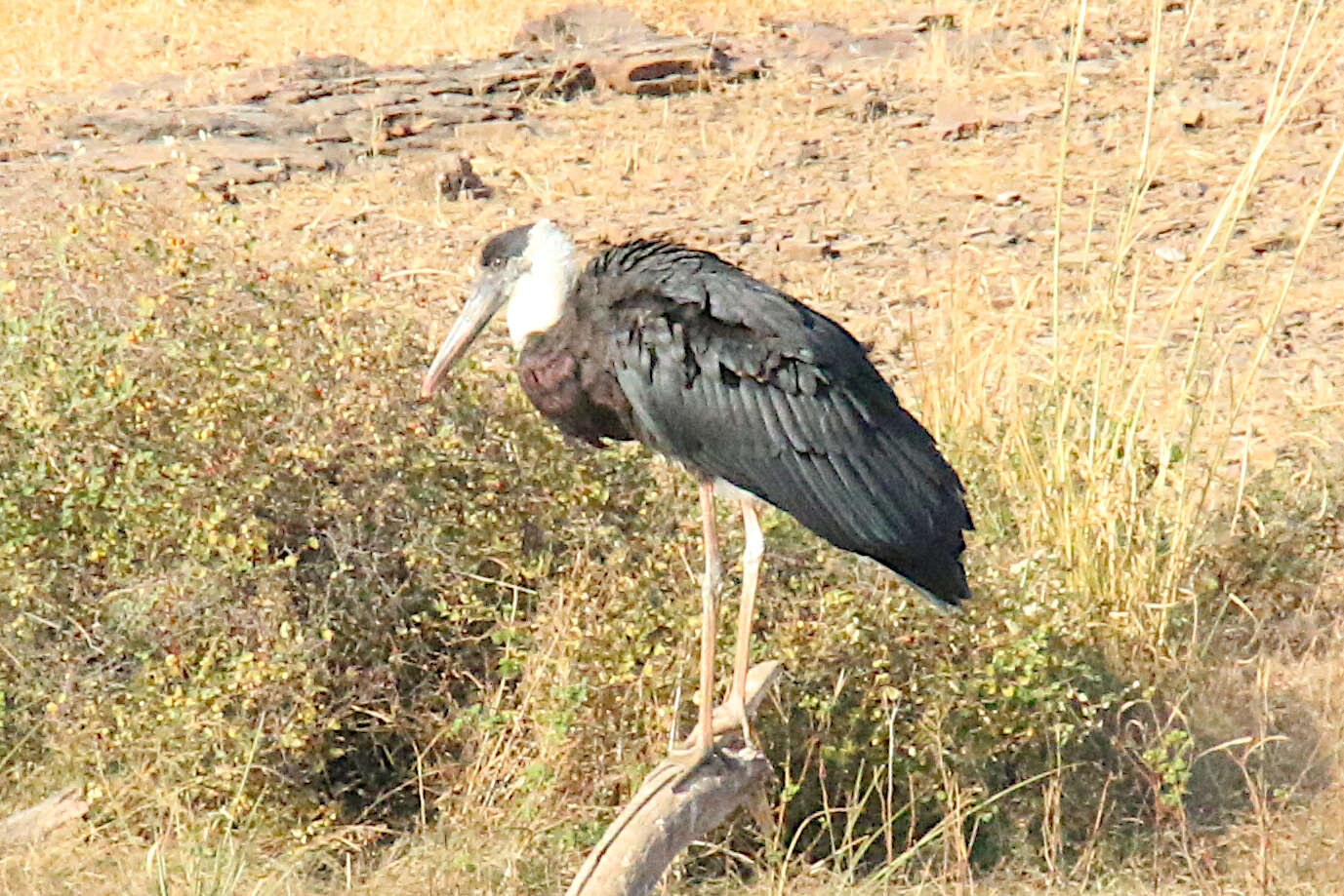 Image of Asian Woolly-necked Stork