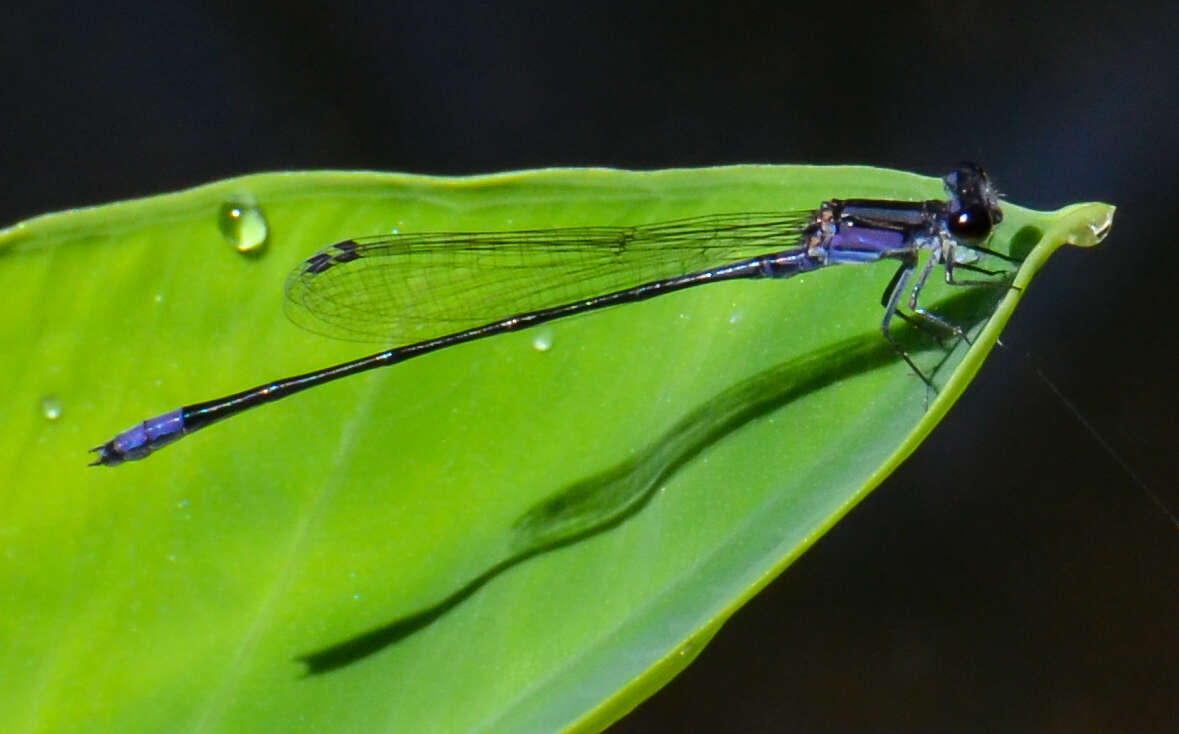 Image of Purple Bluet