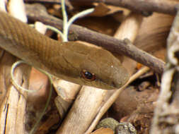 Image of Daniel's Tropical Racer