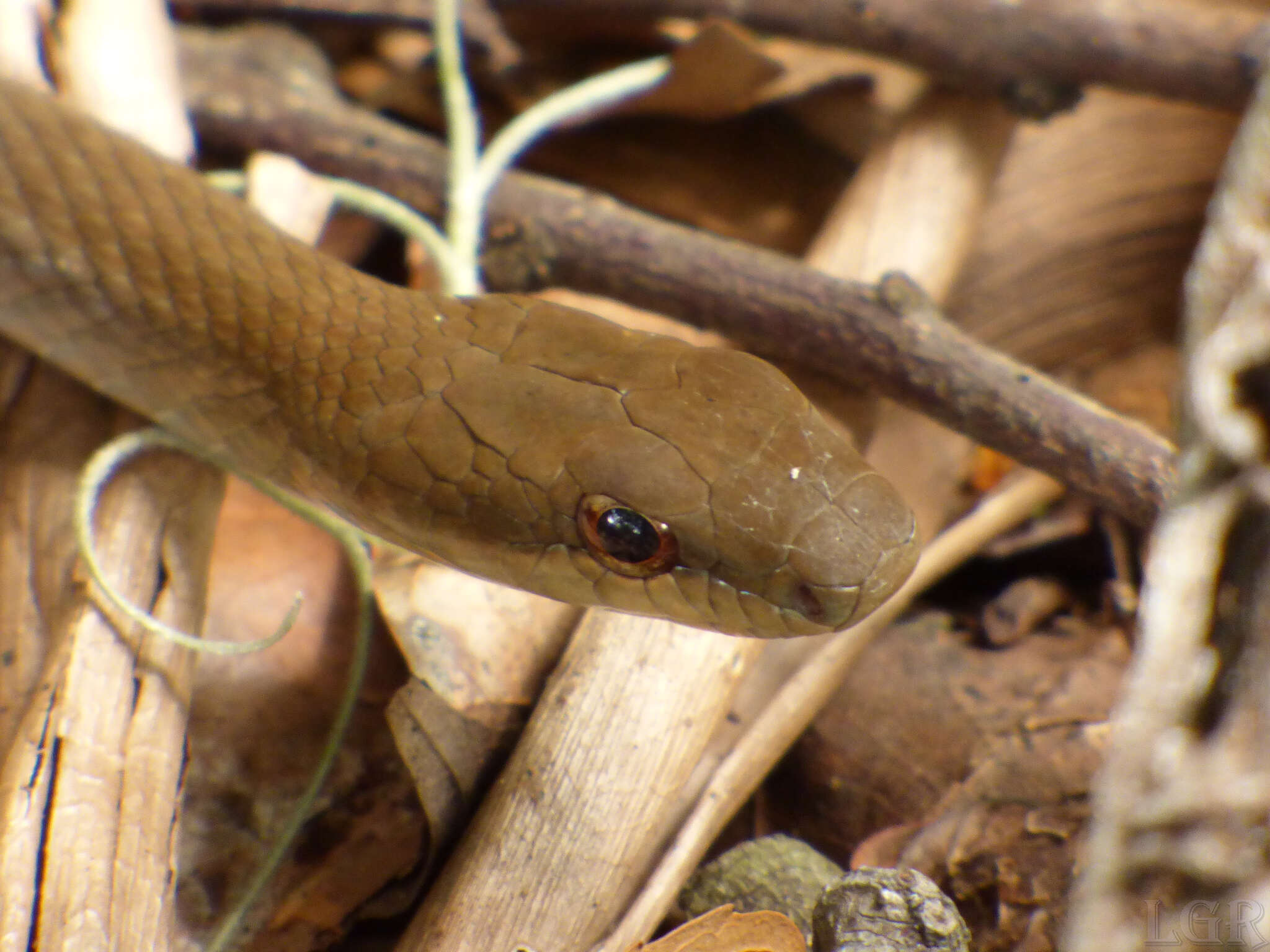 Image of Daniel's Tropical Racer