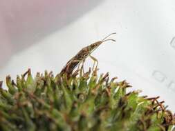 Image of sycamore seed bug