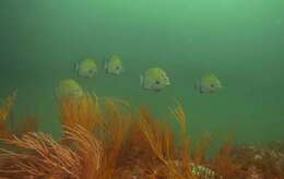 Image of West African spadefish