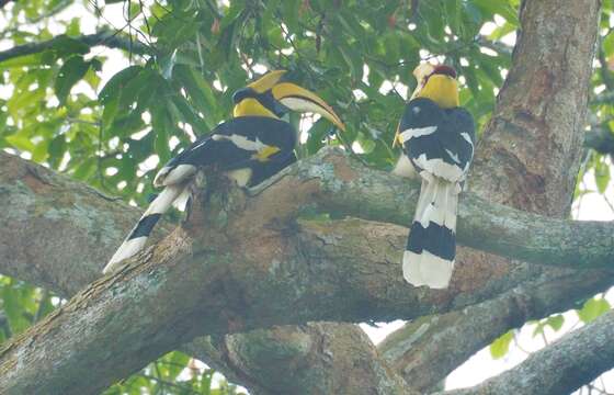 Image of Great Indian Hornbill