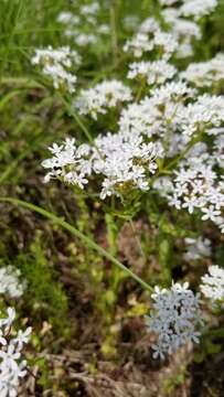 Plancia ëd Valerianella nuttallii (Torr. & Gray) Walp.