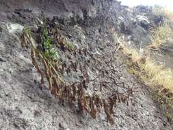 Sivun Senecio matatini subsp. basinudus (Ornduff) Courtney, de Lange & Pelser kuva