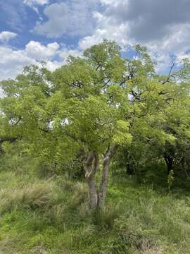 Image of Steganotaenia araliacea Hochst.