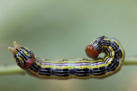 Image of Red-humped Oakworm