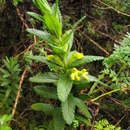 Image de Hedbergia longiflora (Hochst. ex Benth.) A. Fleischm. & Heubl