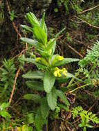 Plancia ëd Hedbergia longiflora (Hochst. ex Benth.) A. Fleischm. & Heubl