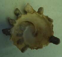 Image of pallid carriersnail