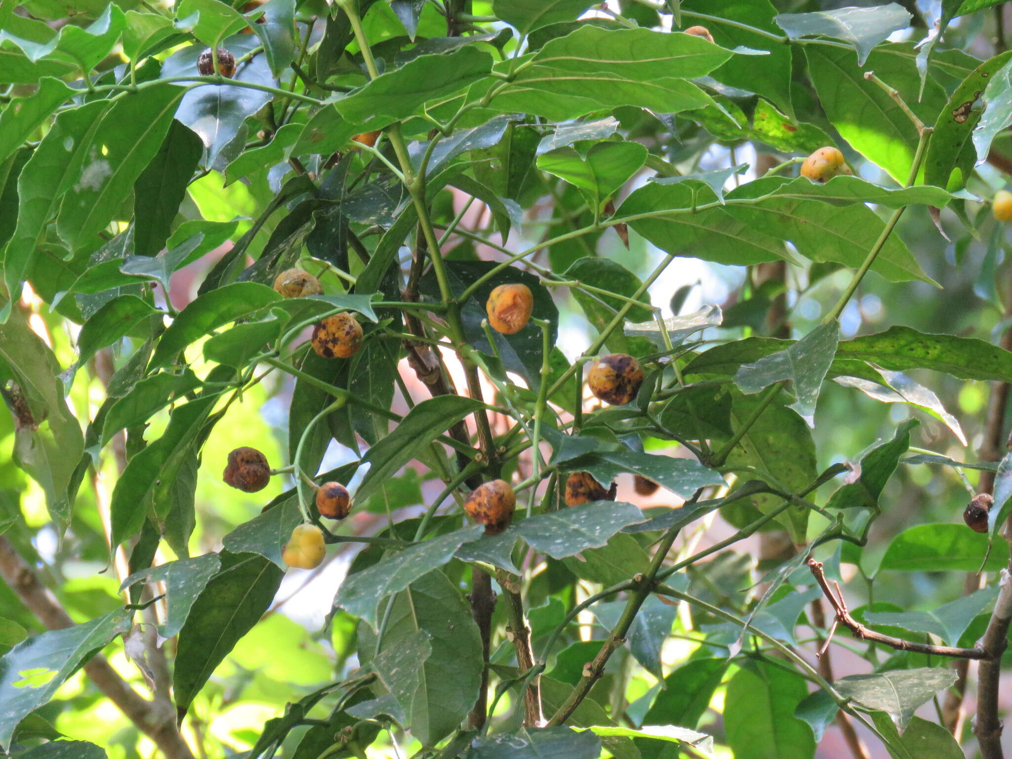 Image de Staphylea occidentalis subsp. occidentalis