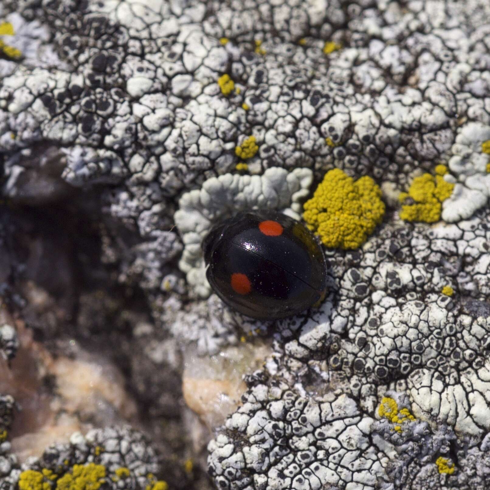 Image of Twice-stabbed Lady Beetle