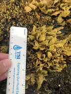 Image of Sargassum aquifolium