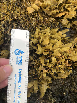 Слика од Sargassum aquifolium