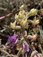 Image of Salinas milkvetch