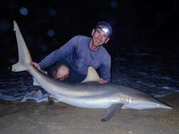 Image of Spinner Shark