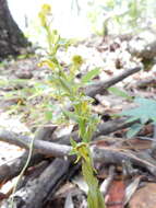 Plancia ëd Platanthera brevifolia (Greene) Senghas