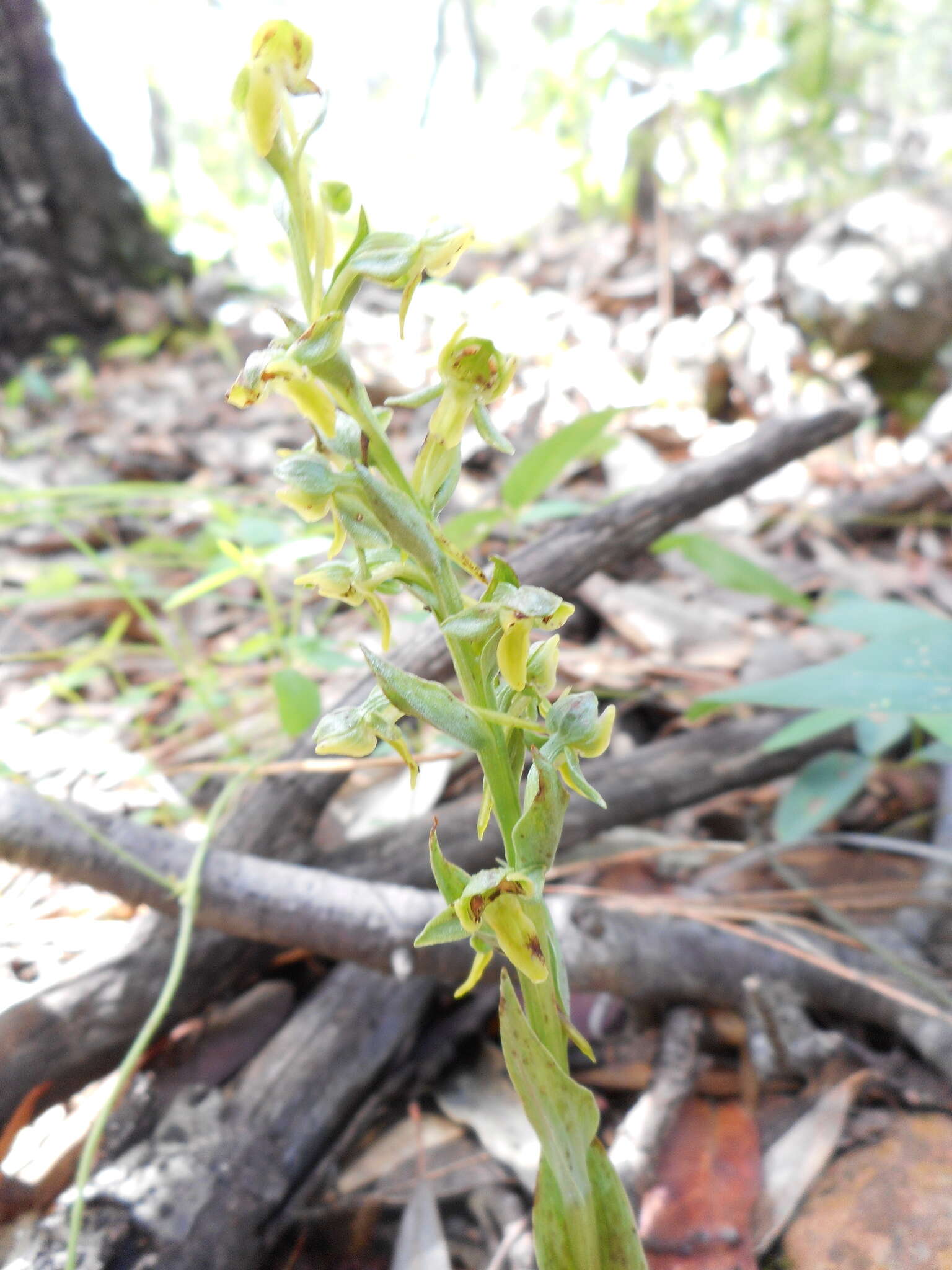 Image of Shortflowered bog orchid