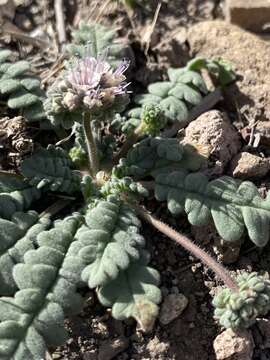 Image of Arizona phacelia