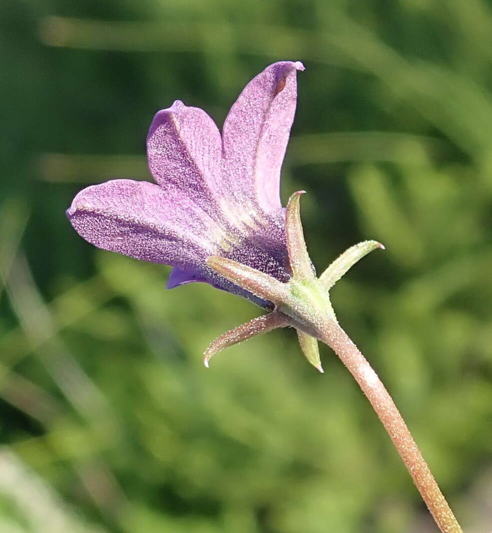 Image of Monopsis unidentata subsp. unidentata