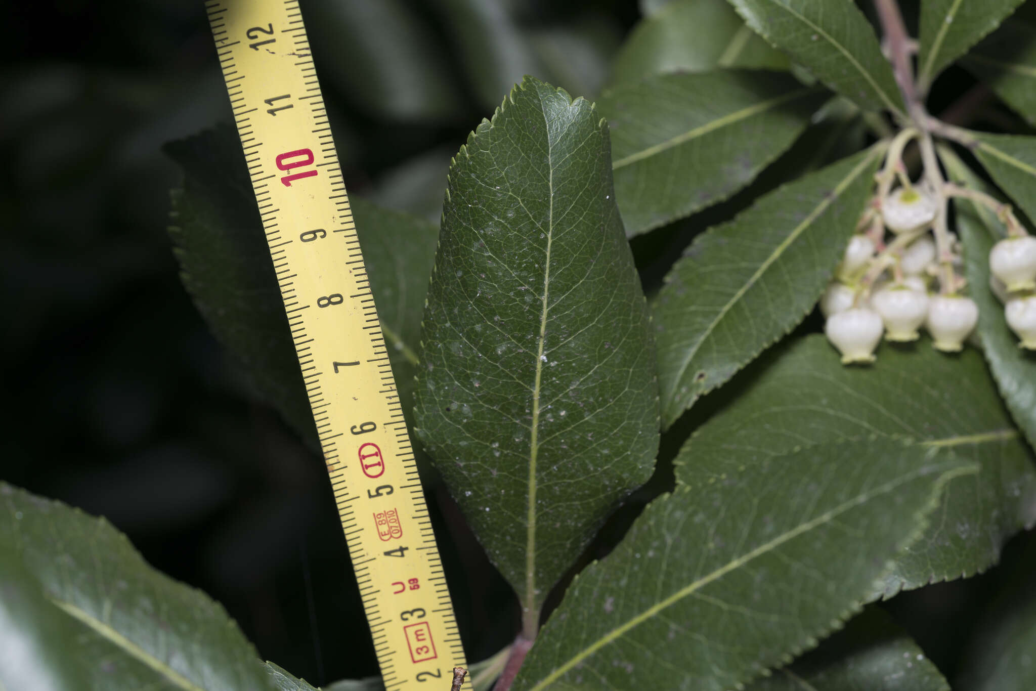 Слика од Arbutus andrachnoides Link