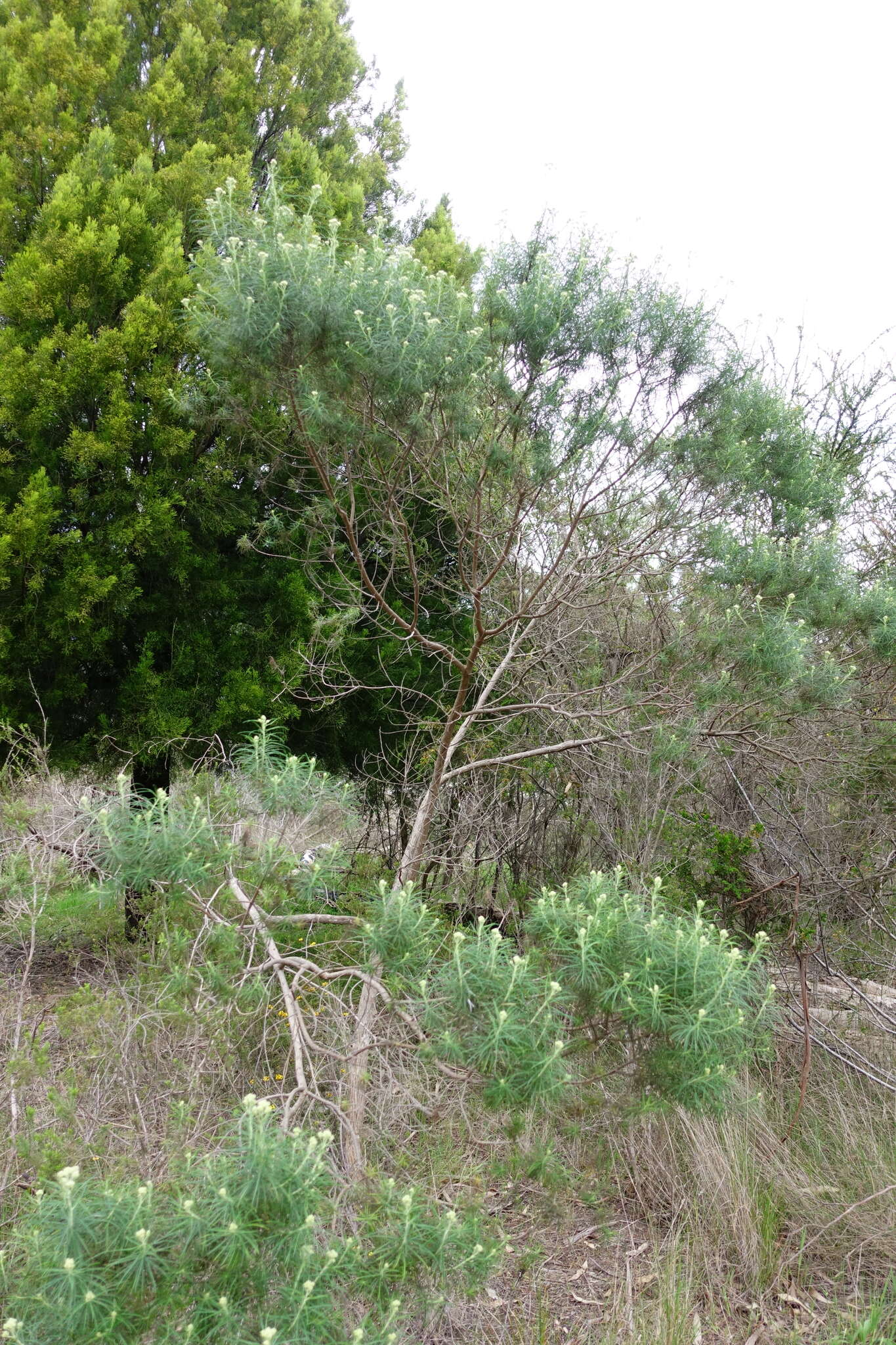 Ozothamnus argophyllus (A. Cunn. ex DC.) A. A. Anderberg resmi